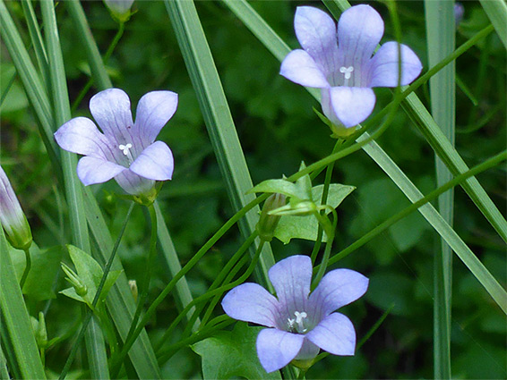 Three flowers