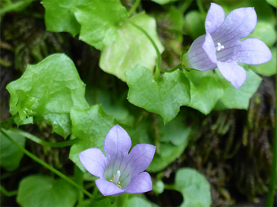 Two blue flowers