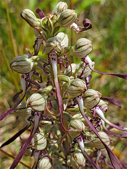 Greenish sepals