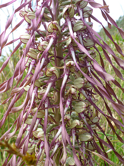 Long, twisted petals