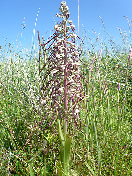 Thick stem