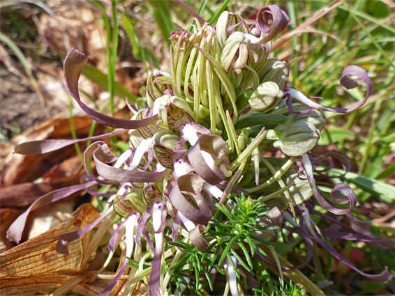 Stunted plant