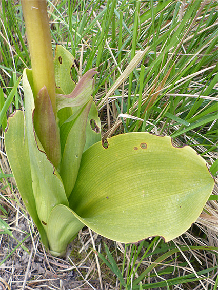 Basal leaves