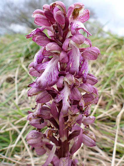 Elongated inflorescence