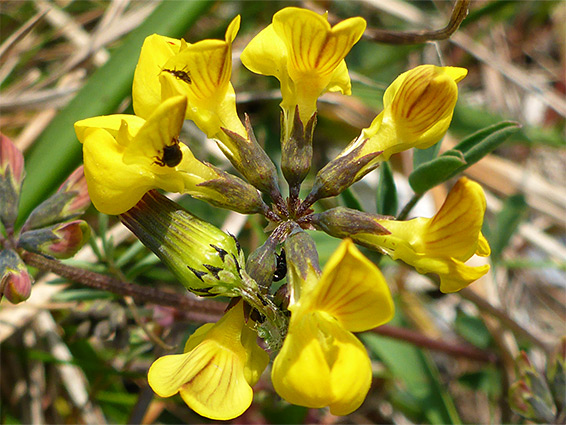 Seven flowers