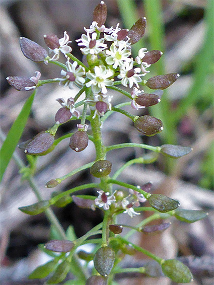 Hutchinsia (hornungia petraea), Avon Gorge, Bristol