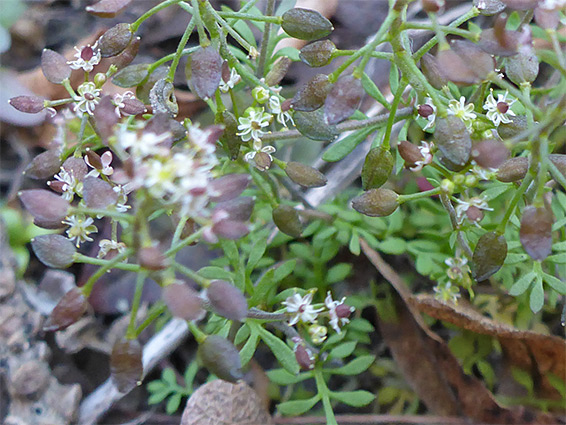 Flowers and fruits