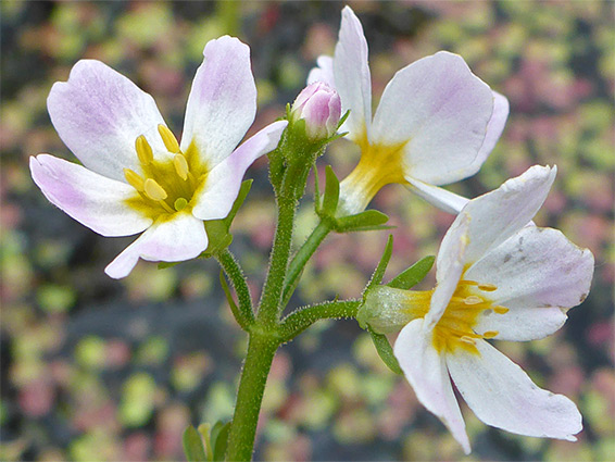 Water violet (hottonia palustris), Puxton Moor, Somerset