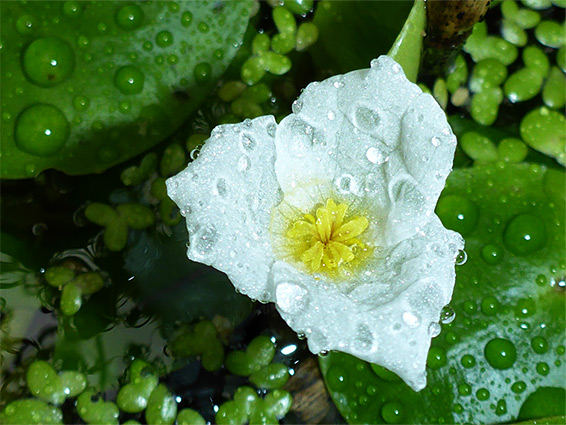 Three-petalled flower