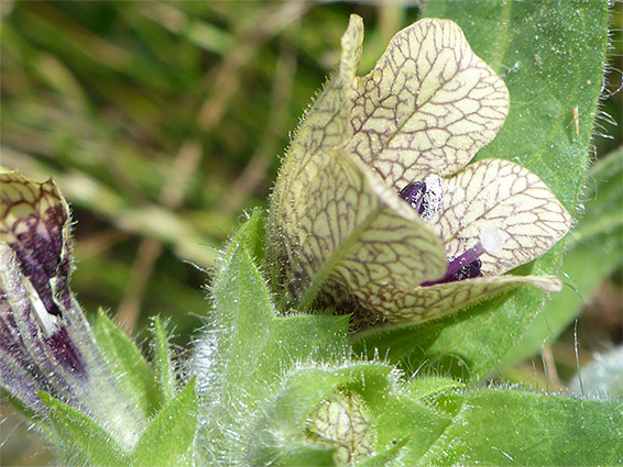 Transparent hairs