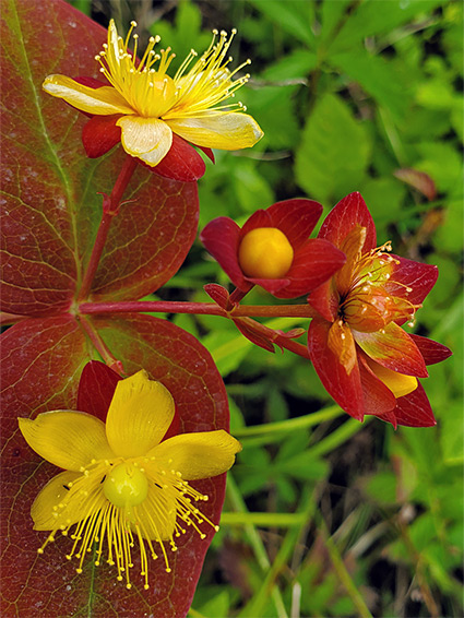 Flowers and leaves