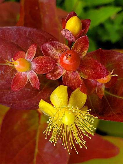 Red leaves