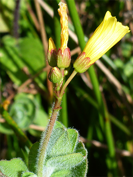 Stem and flowers