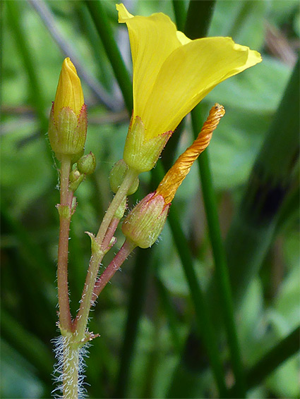 Flower and bud