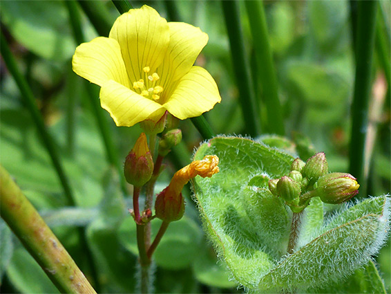 Flower and leaves