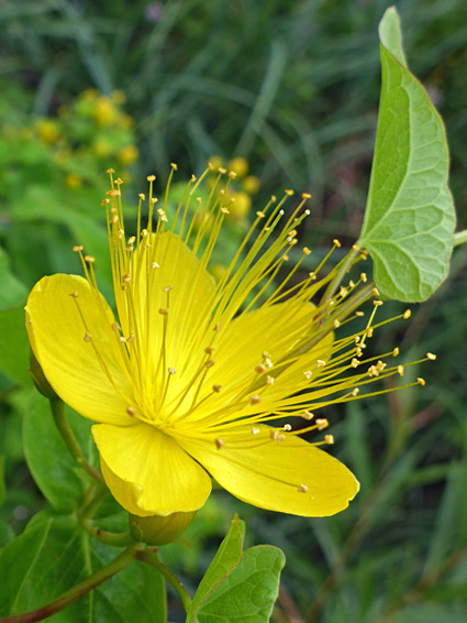 Hypericum hircinum (stinking tutsan), Lawrence Weston Moor, Bristol