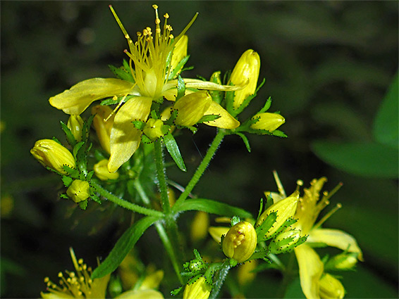 Open cluster