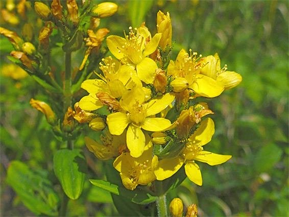 Cluster of flowers