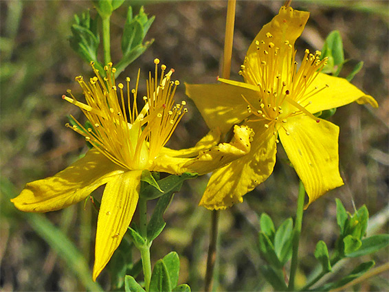 Two yellow flowers