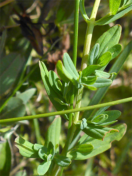 Leaves and stems