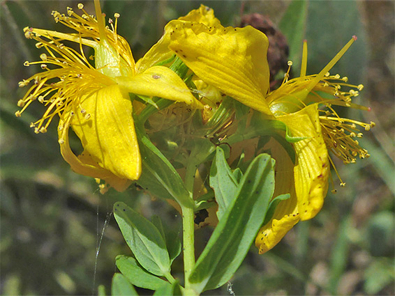 Flowers and leaves