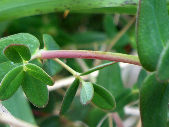 Dotted leaves