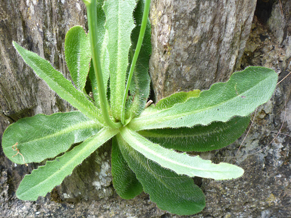 Plant growing on rocks