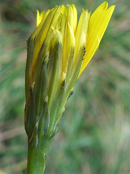 Developing flowerhead