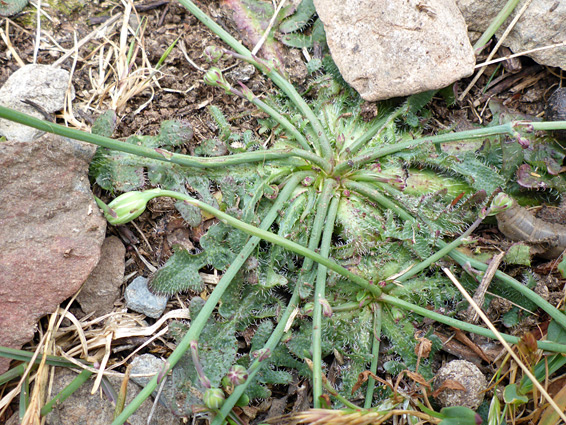 Basal leaves