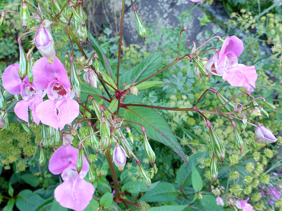 Branched stem