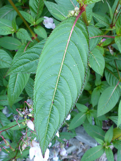 Toothed leaf