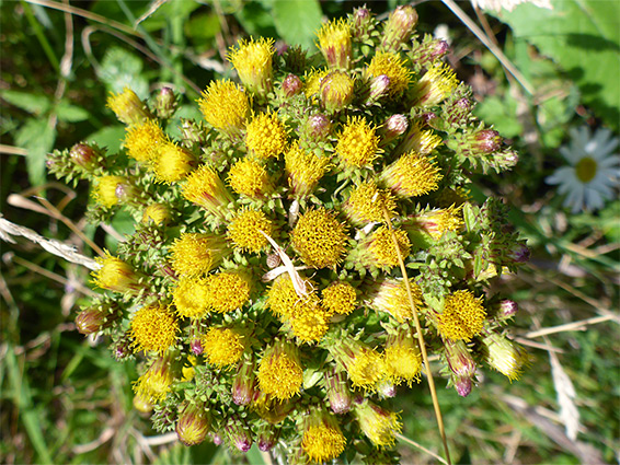 Yellow disc florets