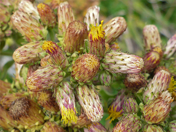 Reddish flowerheads