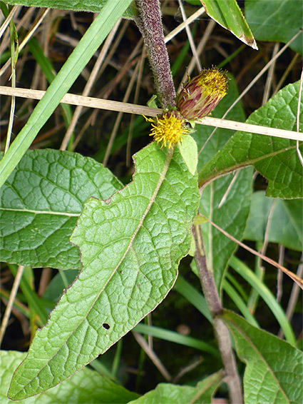 Leaf and flowerheads