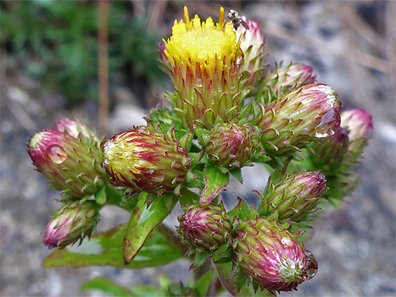 Red-margined phyllaries