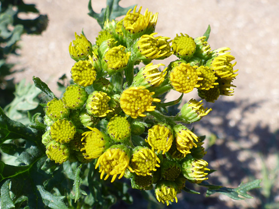 Clustered flowerheads