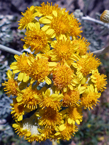 Clustered flowerheads