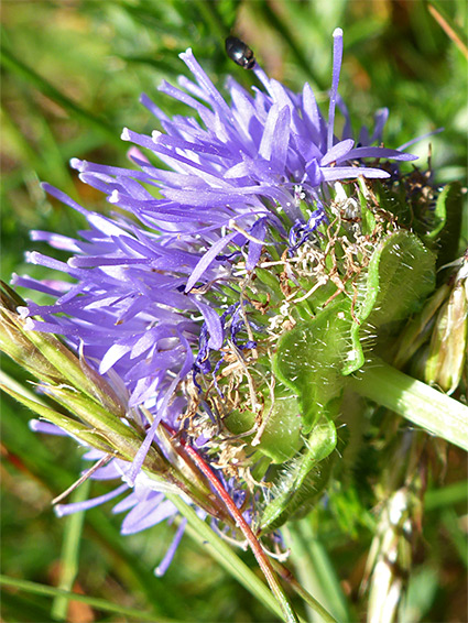 Hairy green bracts