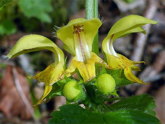 Lamiastrum galeobdolon (yellow archangel), Avon Gorge, Bristol