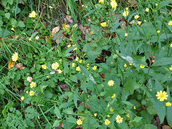 Many stems and flowerheads