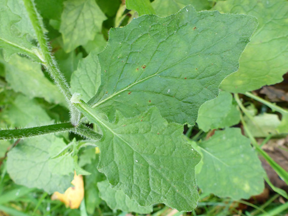 Leaves and stem