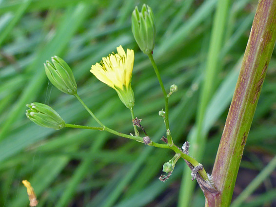 Cauline flowering stem