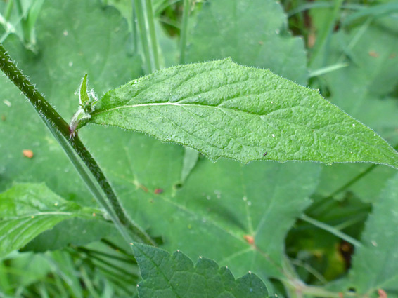 Toothed leaf