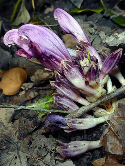 Purple flowers