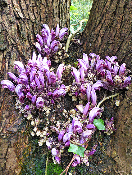 Flowers on a tree