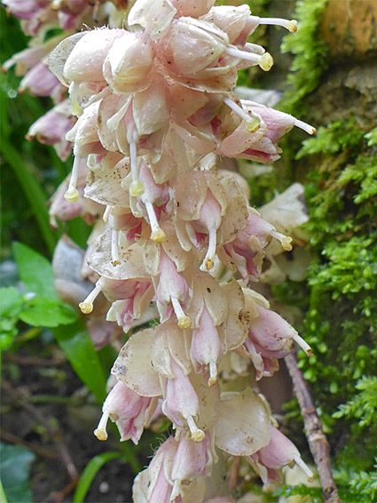 Pink-white inflorescence