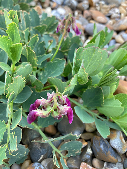 Leaves and flowers