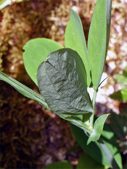 Broad leaflets