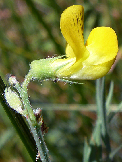 Yellow flower