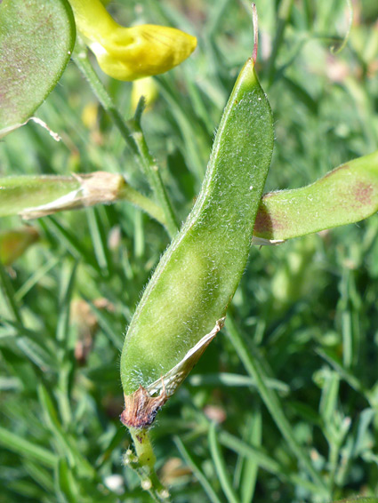 Seed pod